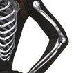 SKELETON, ADULT, 36 - 38 (79592)